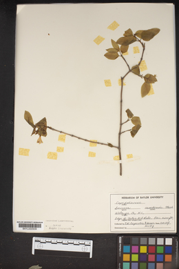 Lonicera canadensis image