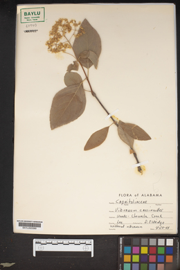 Viburnum cassinoides image