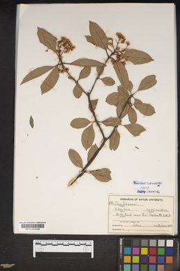 Viburnum cassinoides image