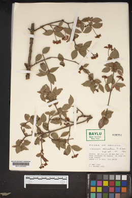 Viburnum obtusatum image
