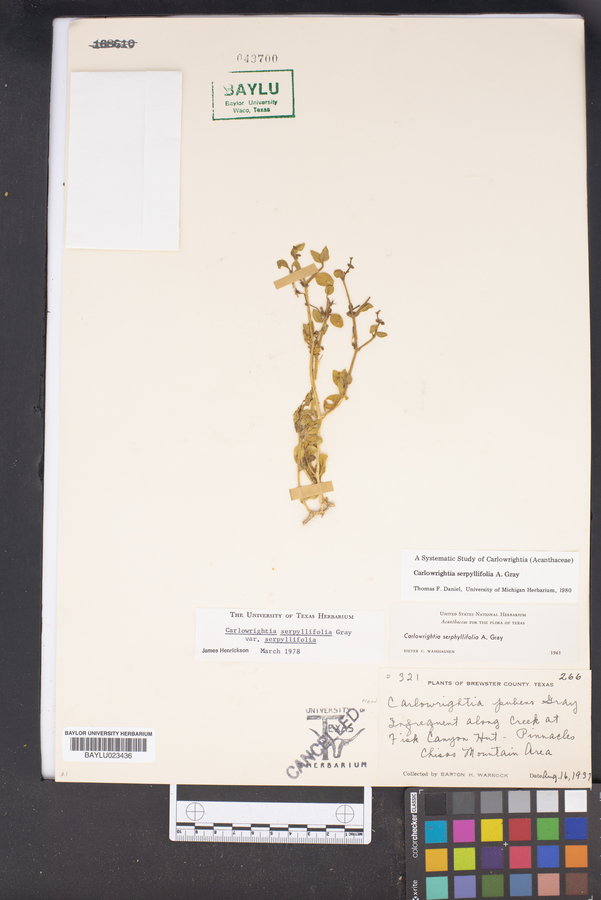 Carlowrightia serpyllifolia image