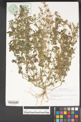 Image of Dicliptera acuminata