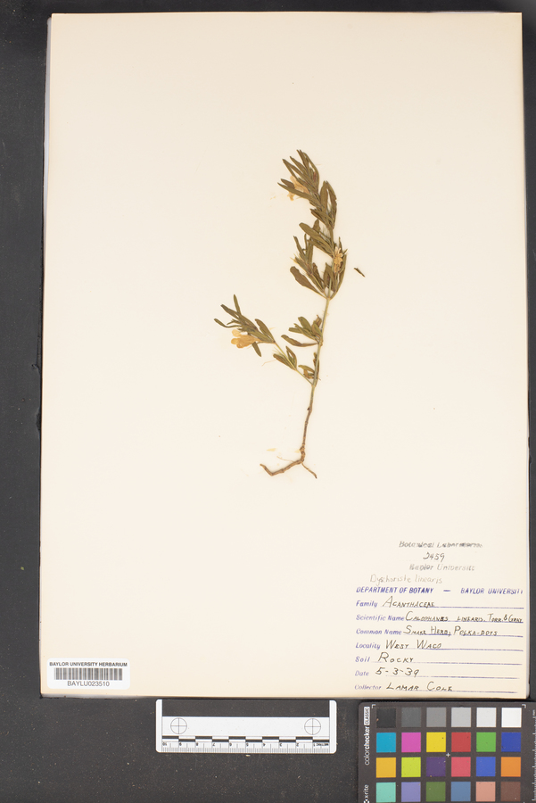 Calophanes linearis image