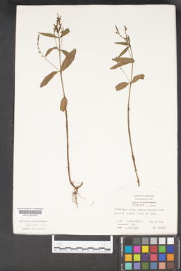 Dianthera ovata image