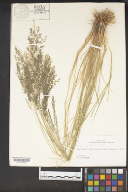 Eragrostis pectinacea var. pectinacea image