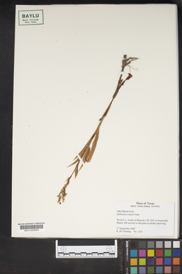 Habenaria repens image