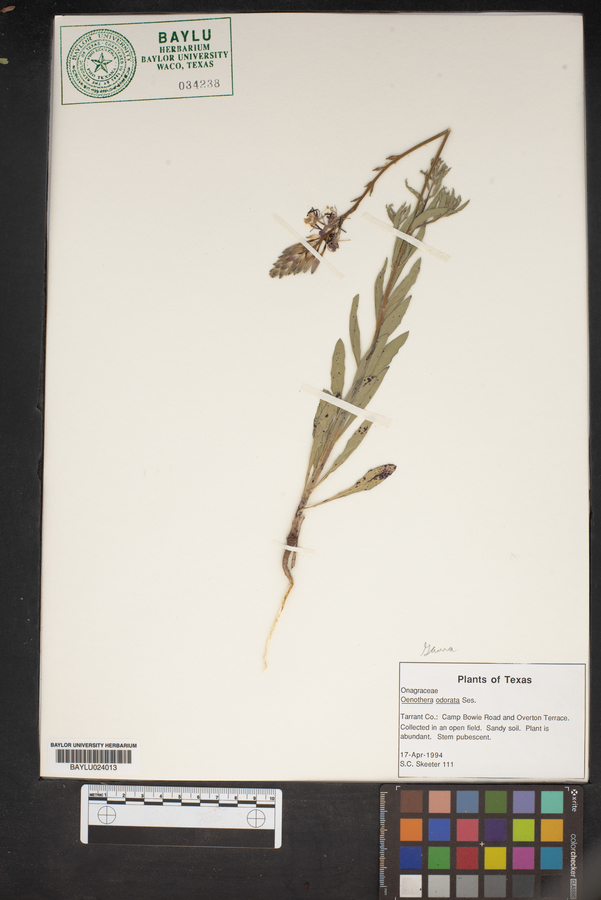 Oenothera odorata image