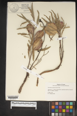 Oenothera macrocarpa image