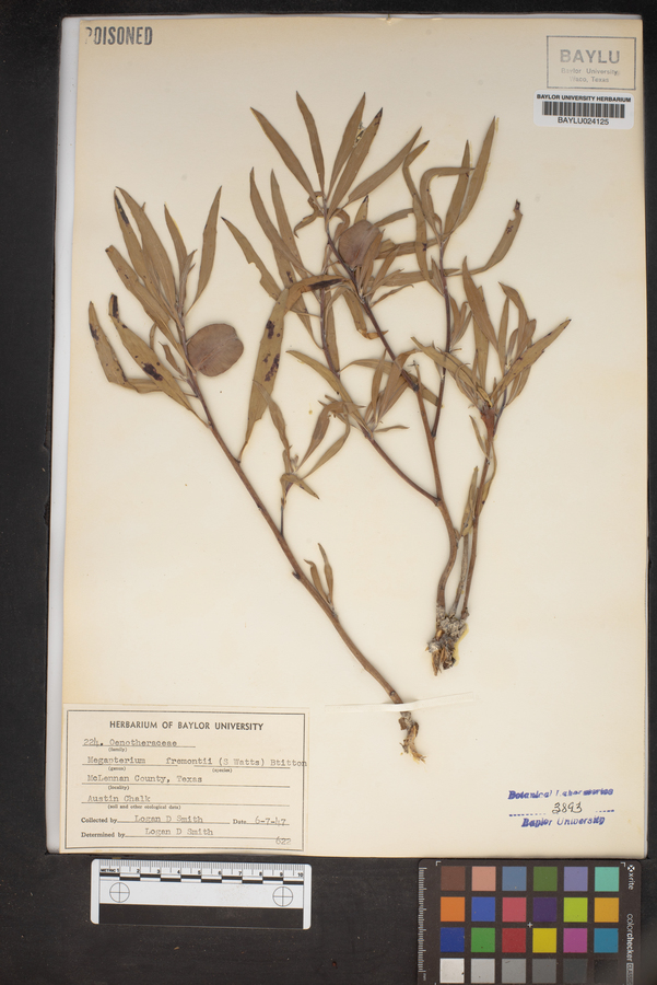 Megapterium fremontii image