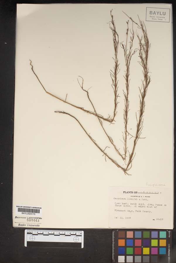 Oenothera linifolia image