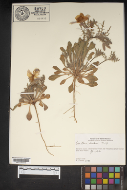 Oenothera hookeri image