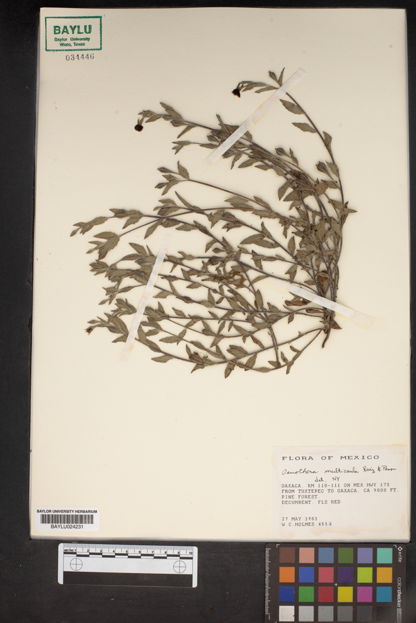 Oenothera multicaulis image