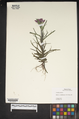 Castilleja indivisa image