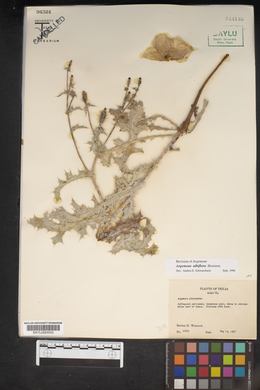 Argemone albiflora image