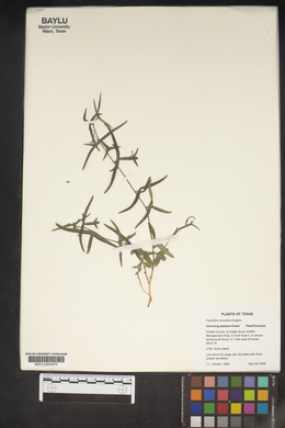 Passiflora tenuifila image