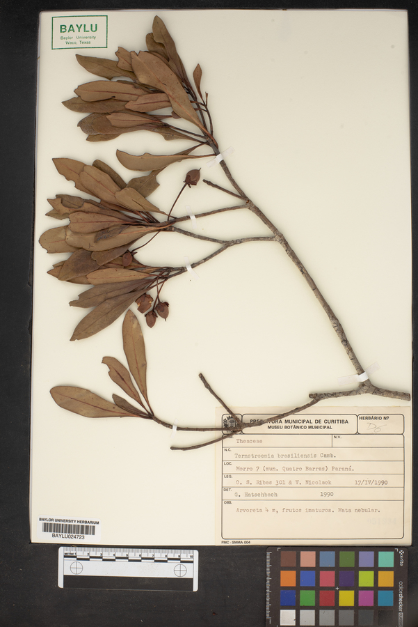 Ternstroemia brasiliensis image