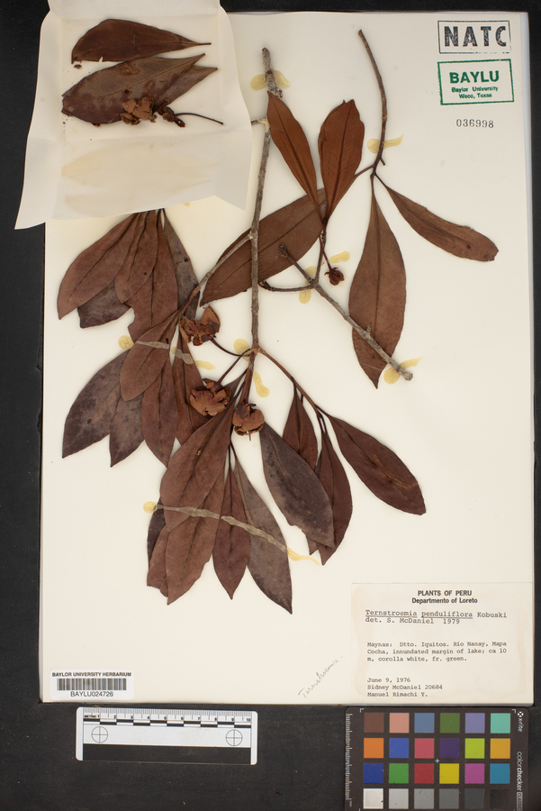 Ternstroemia penduliflora image