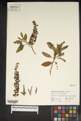 Image of Phytolacca dodecandra