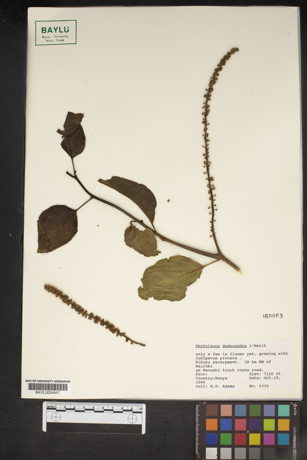 Phytolacca dodecandra image