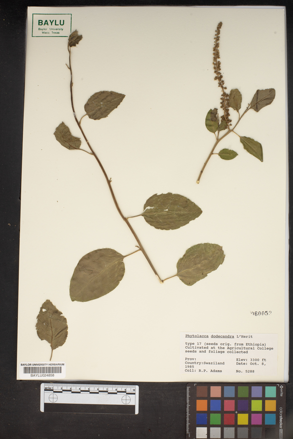 Phytolacca dodecandra image