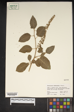 Phytolacca dodecandra image