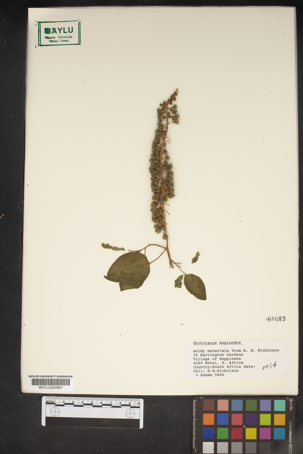 Phytolacca heptandra image