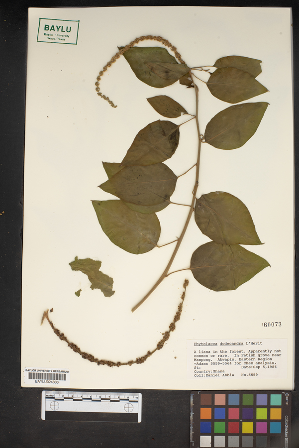 Phytolacca dodecandra image