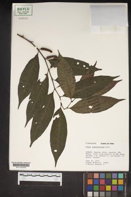 Piper rugosibaccum image
