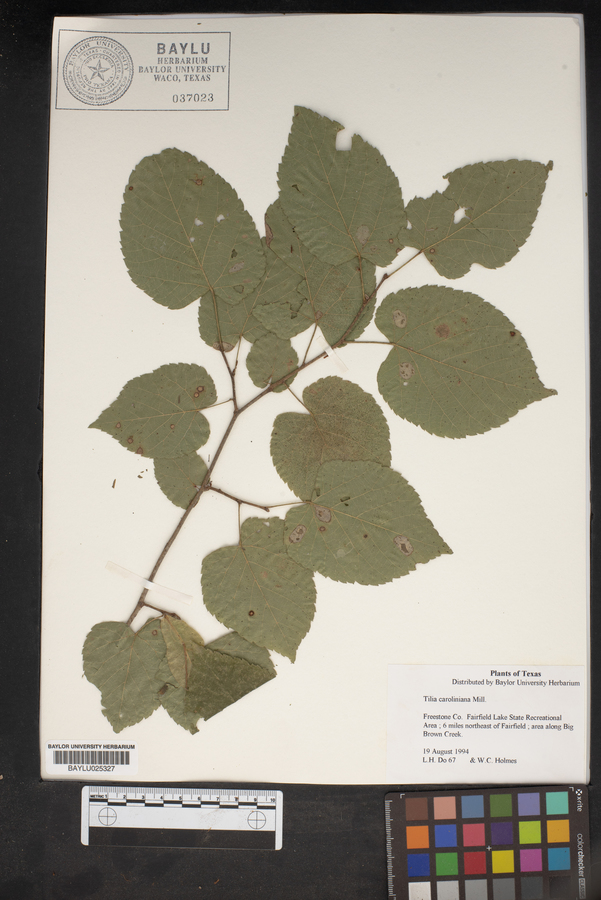 Tilia americana var. caroliniana image