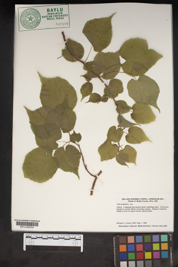 Tilia × europaea image