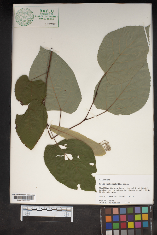 Tilia heterophylla image