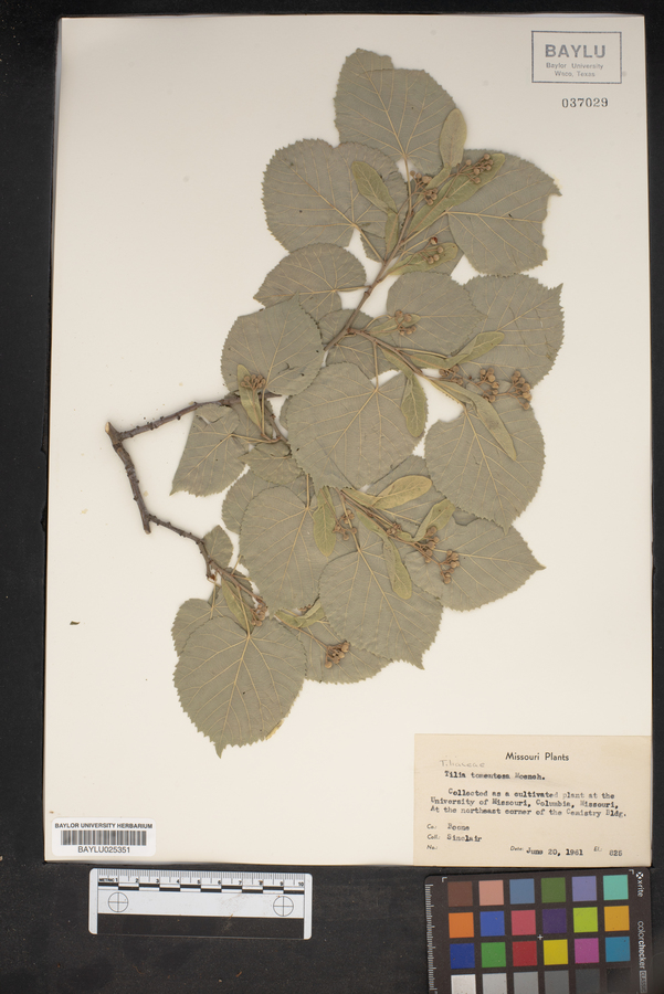 Tilia tomentosa image