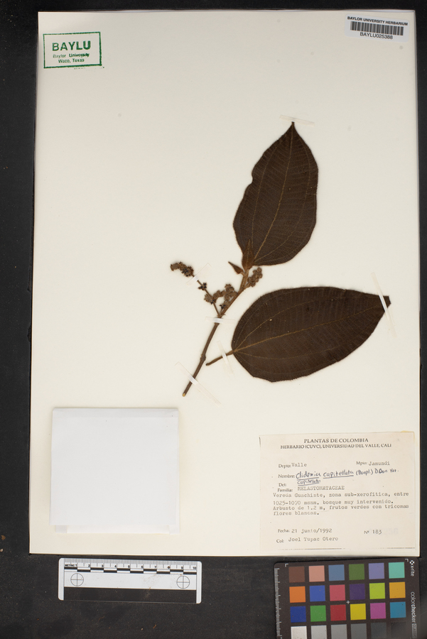 Clidemia capitellata image
