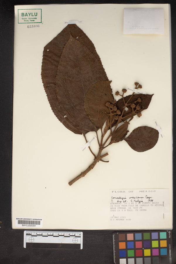 Conostegia mexicana image