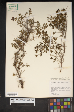 Image of Monochaetum alpestre