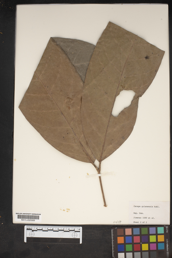 Carapa guianensis image
