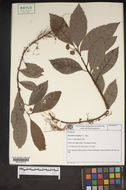 Media resource of Dorstenia carautae