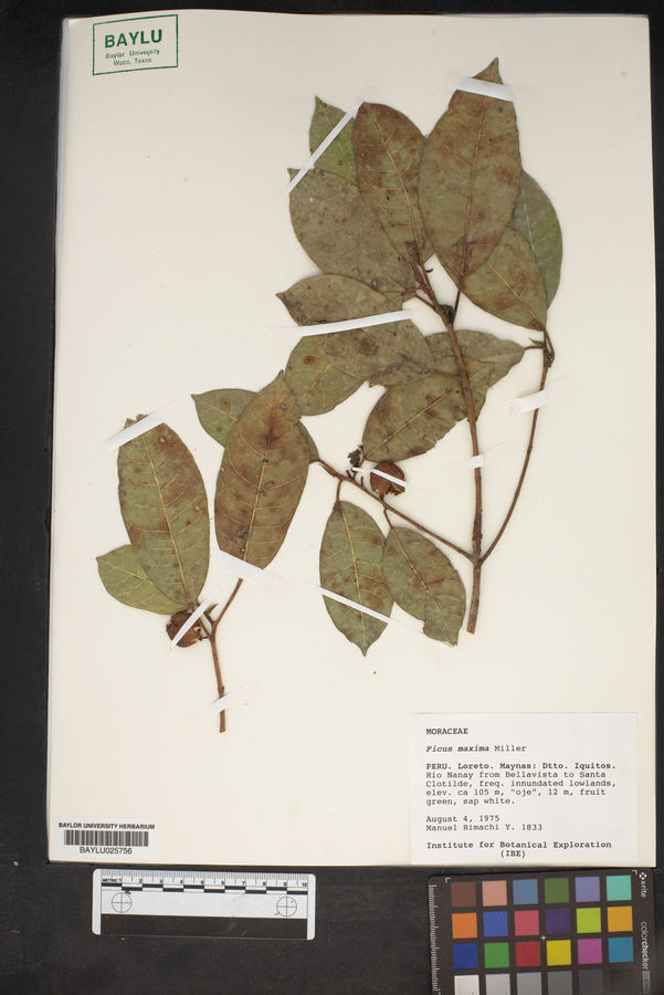 Ficus maxima image