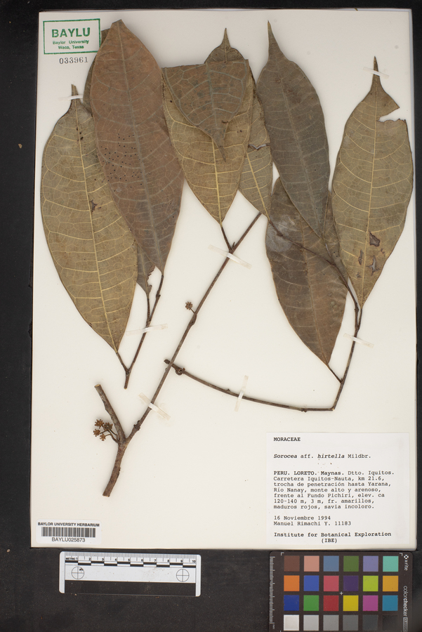 Sorocea pubivena subsp. hirtella image