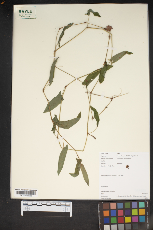 Polygonum sagittifolium image