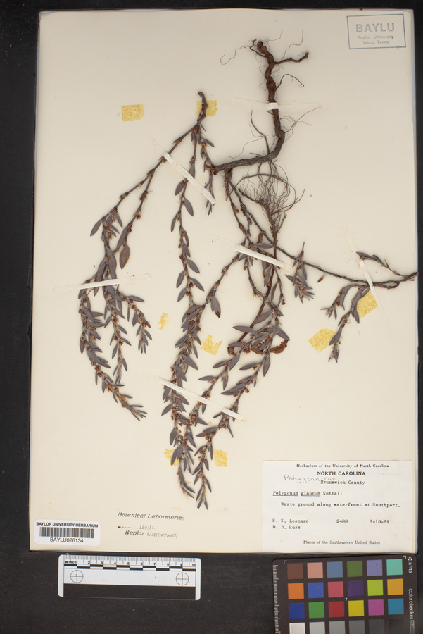 Polygonum glaucum image