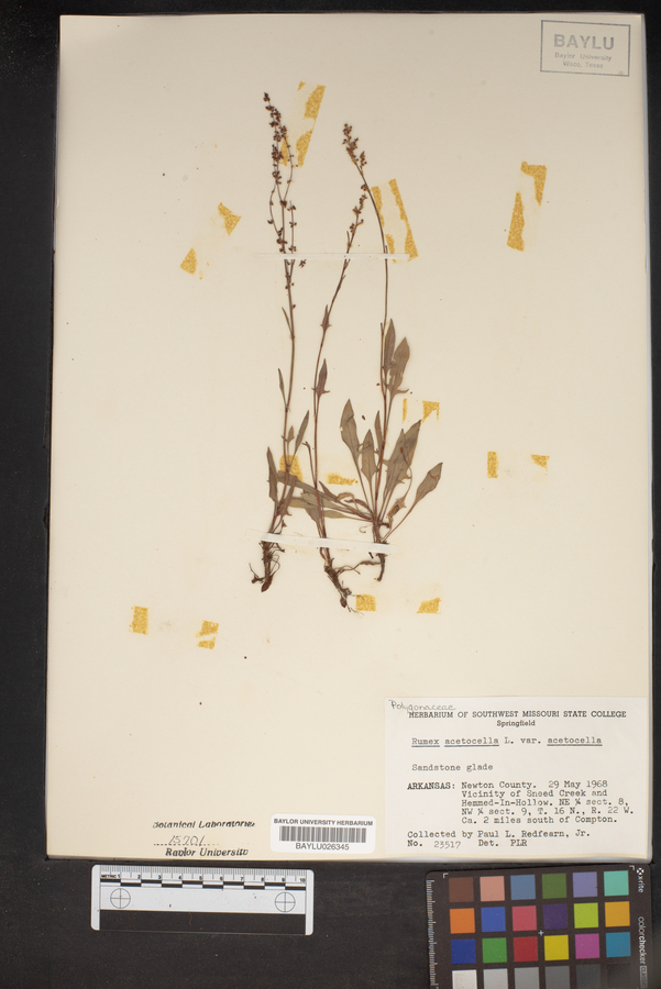 Rumex acetosella var. acetosella image