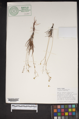 Talinum rugospermum image