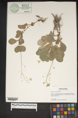 Samolus ebracteatus subsp. cuneatus image