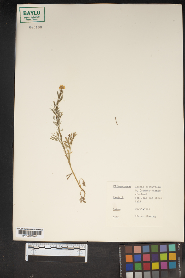 Adonis aestivalis image
