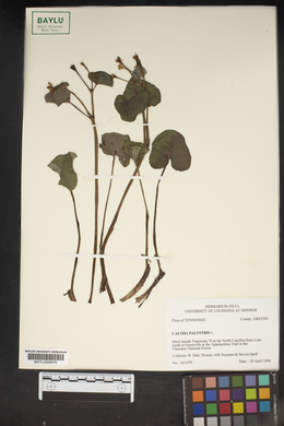 Caltha palustris image