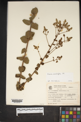 Mikania sessilifolia image