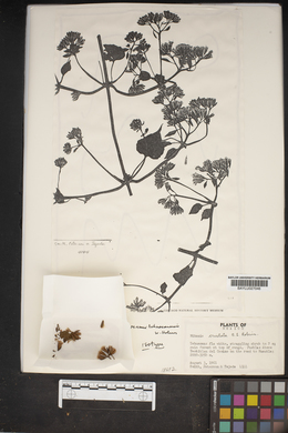 Mikania tehuacanensis image