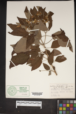 Montanoa atriplicifolia image