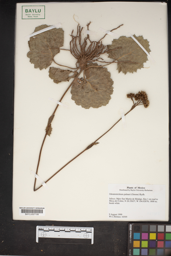 Odontotrichum image